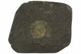 Dactylioceras Ammonite Fossil - Posidonia Shale, Germany #100260-1